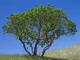 Russian Ridge 011